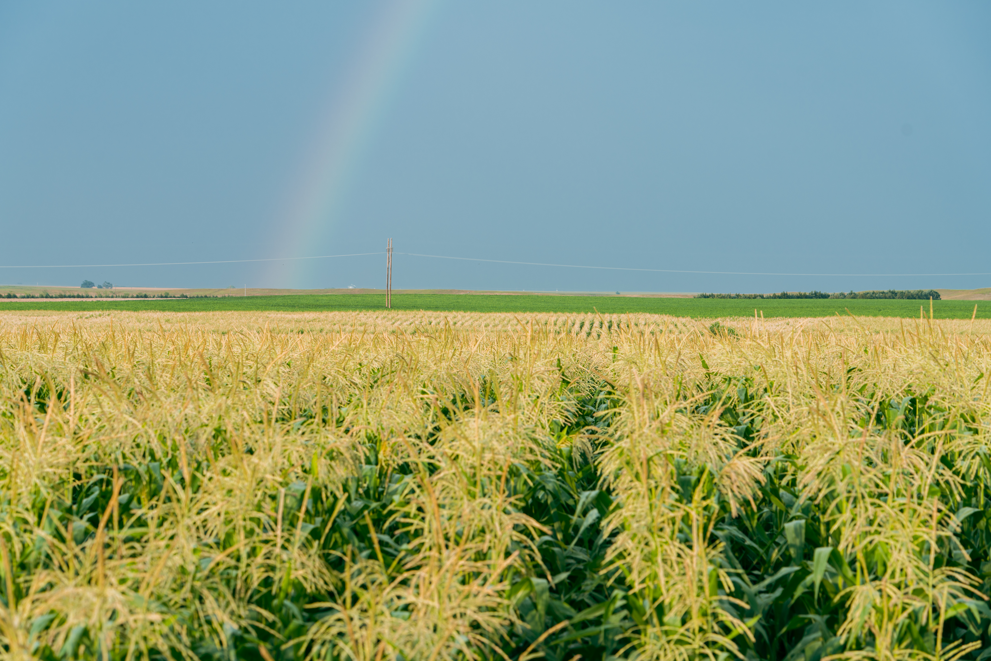 From Our Farm to Your Bowl